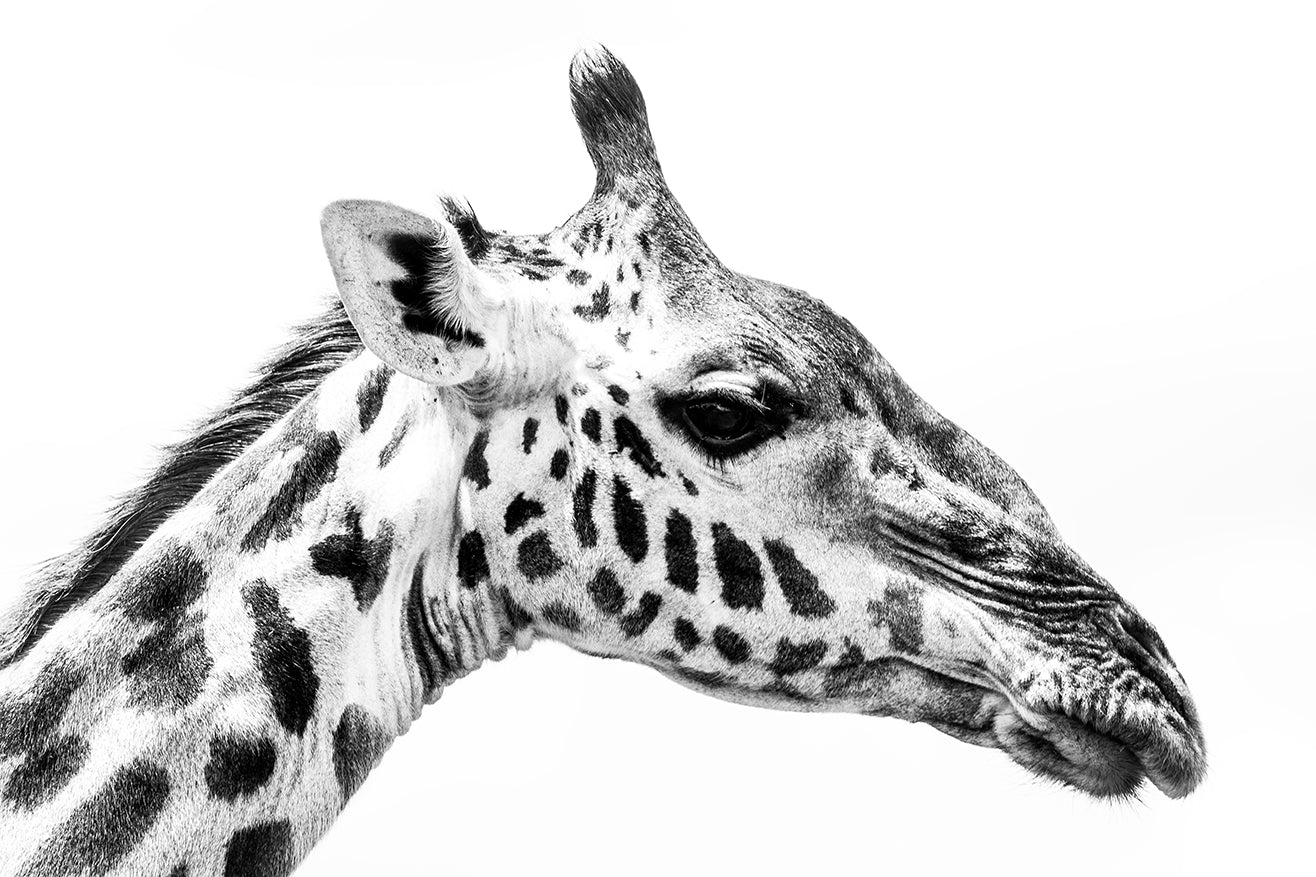 Masai Giraffe - Bells Fine Art