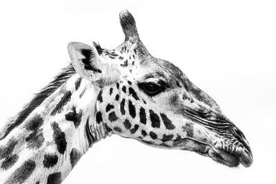 Masai Giraffe - Bells Fine Art