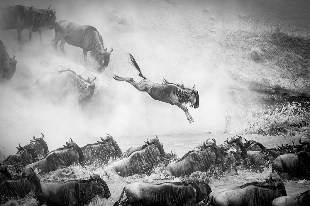 Wildebeest Migration crossing the Mara River - Bells Fine Art