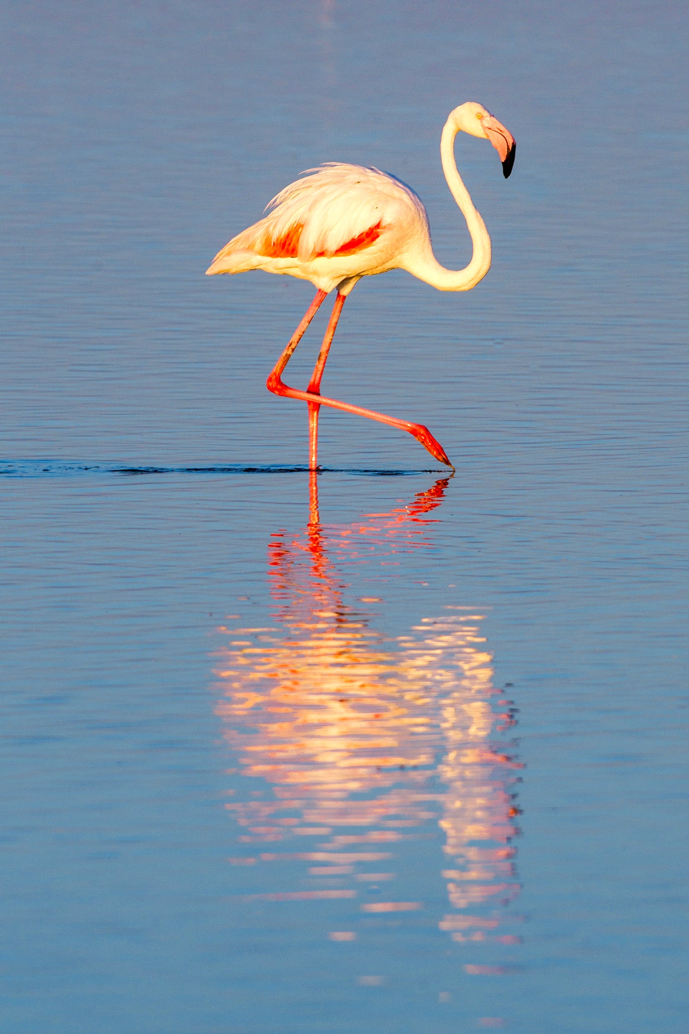 Flamingo Reflection - Bells Fine Art