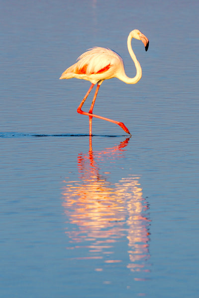Flamingo Reflection - Bells Fine Art