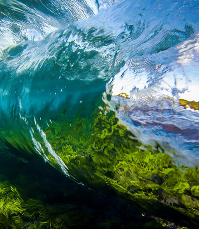 Under Water Tube on Green Reef - Bells Fine Art
