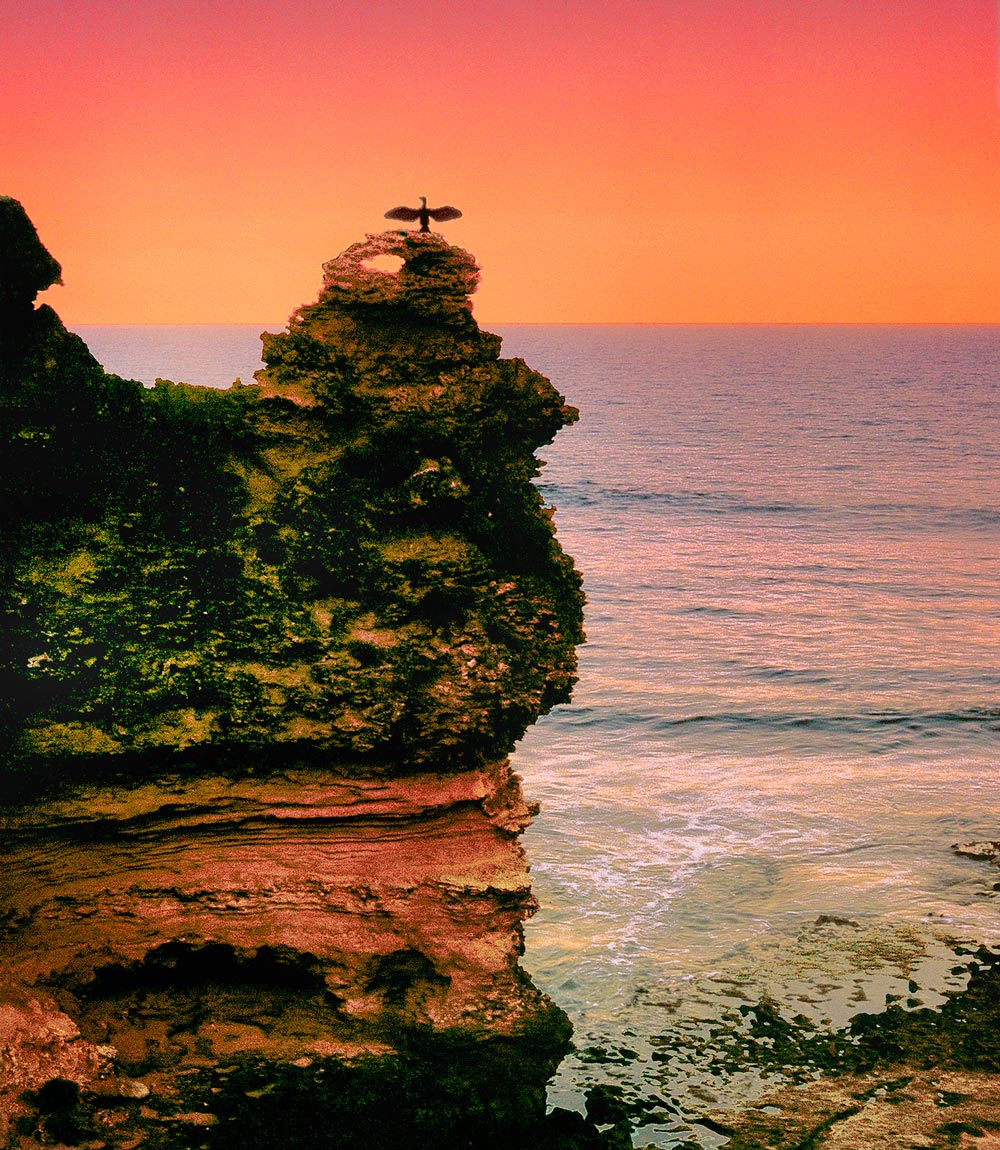 Point Addis Cormorant on cliff sunset - Bells Fine Art