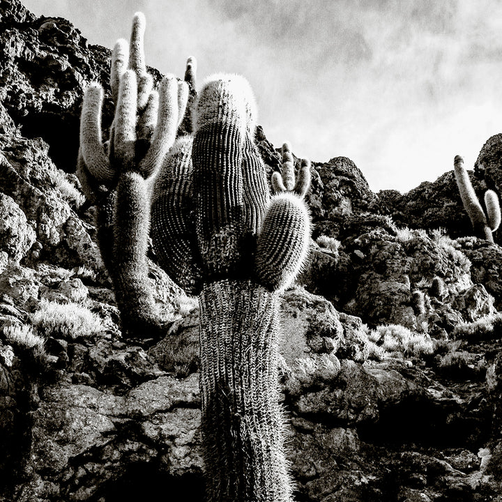 Island Cactus – Bells Fine Art