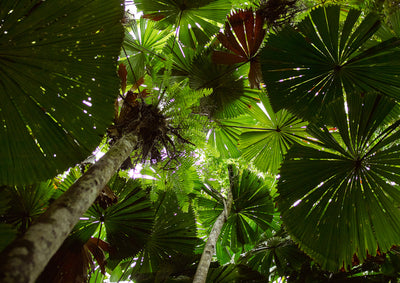 Daintree Rainforest canopy | Limited Edition - Bells Fine Art