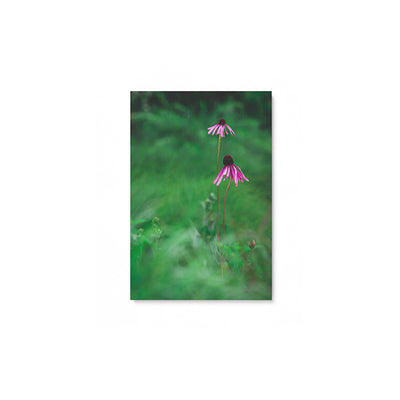 Echinacea - Bells Fine Art