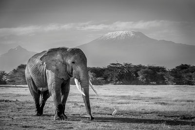 Elephant and Mount Kilamanjaro - Bells Fine Art