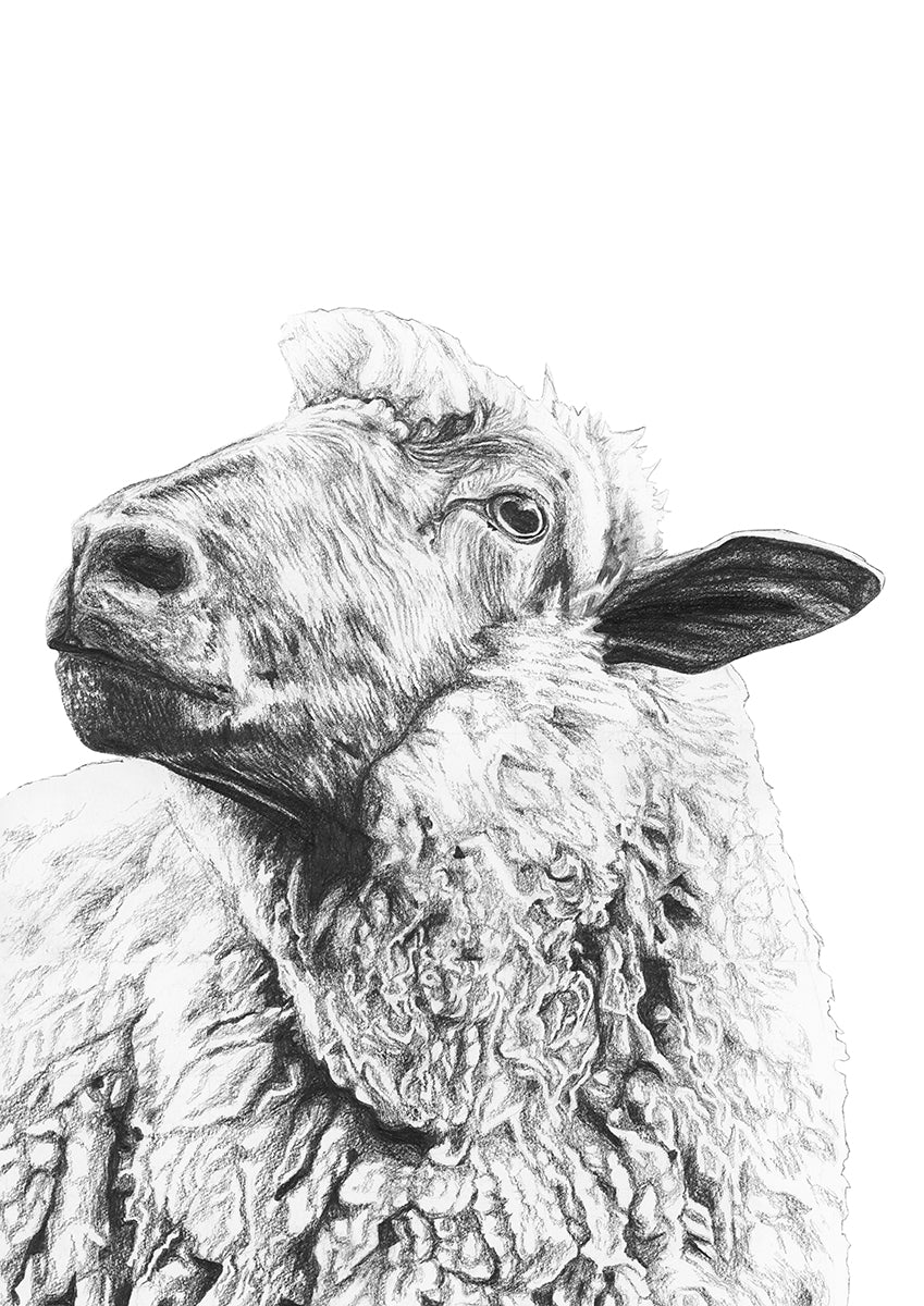 Sheep of Yass - Bells Fine Art