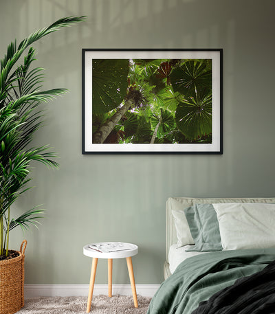 Daintree Rainforest canopy | Limited Edition - Bells Fine Art