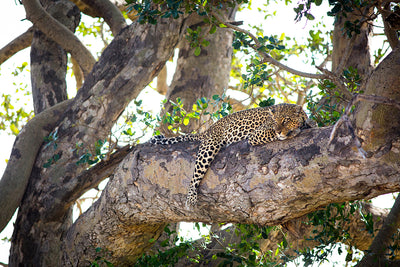 Relaxed Leopard - Bells Fine Art