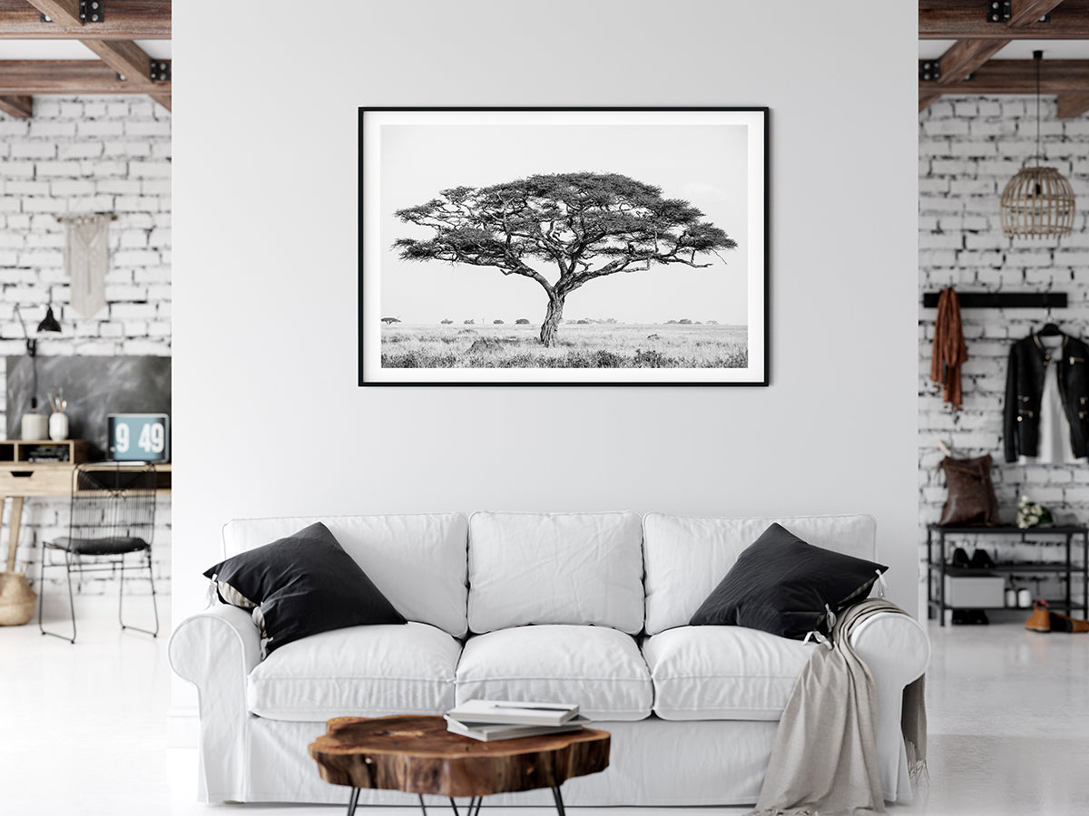 Acacia Tree - Bells Fine Art