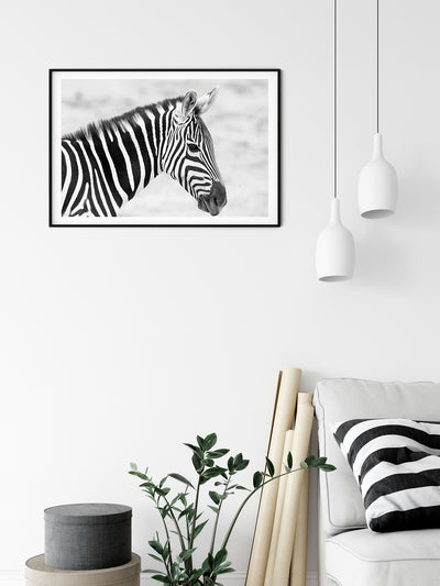 Zebra patterns - Bells Fine Art