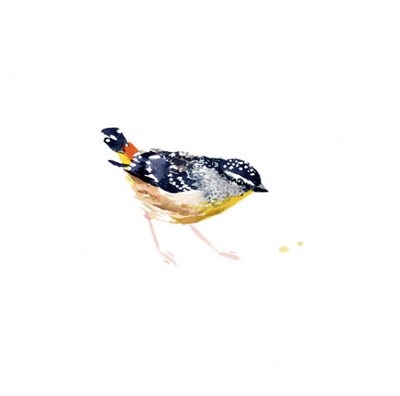 Spotted Pardalote | Limited Edition - Bells Fine Art