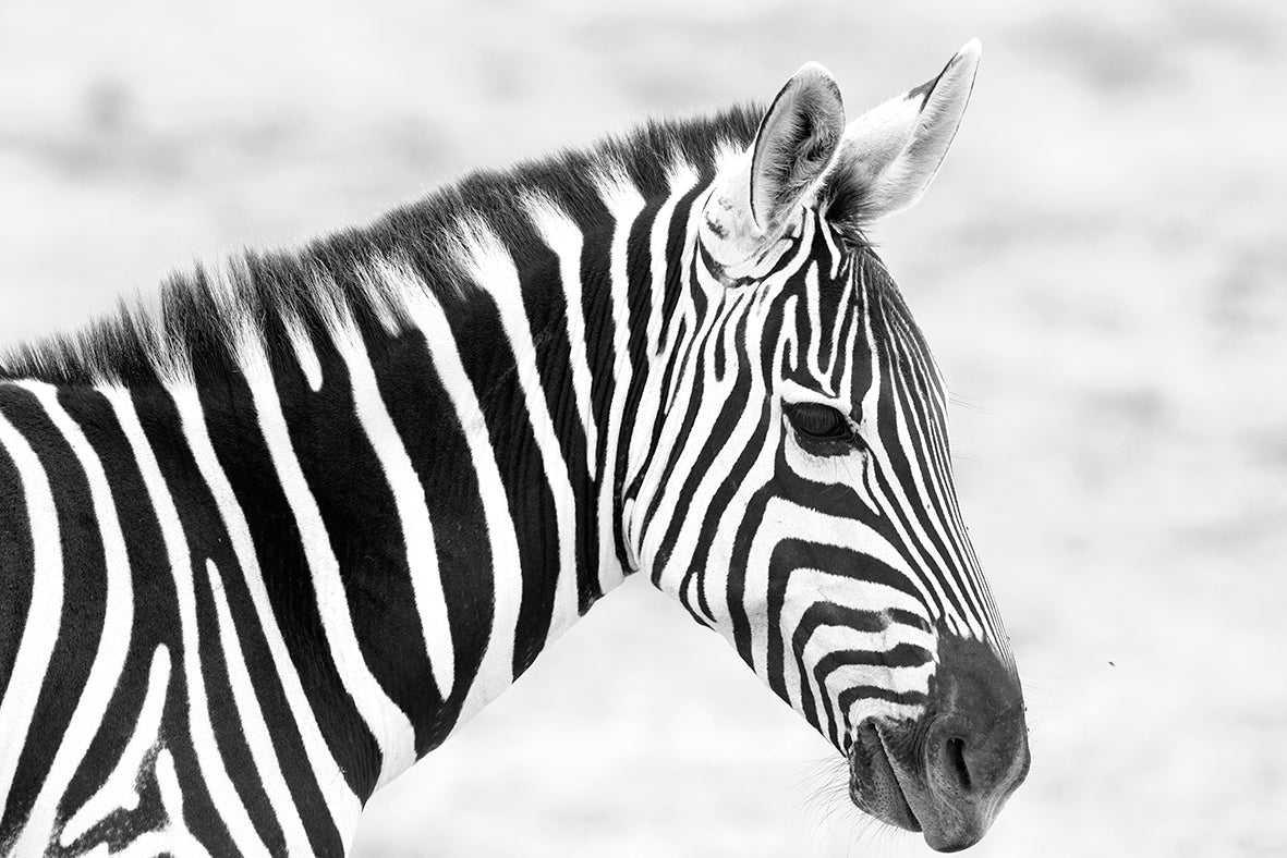Zebra patterns - Bells Fine Art