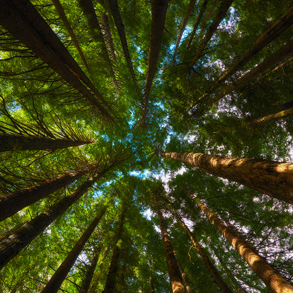 Redwoods Canopy, Forest - Bells Fine Art