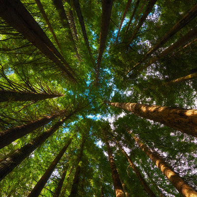 Redwoods Canopy, Forest - Bells Fine Art